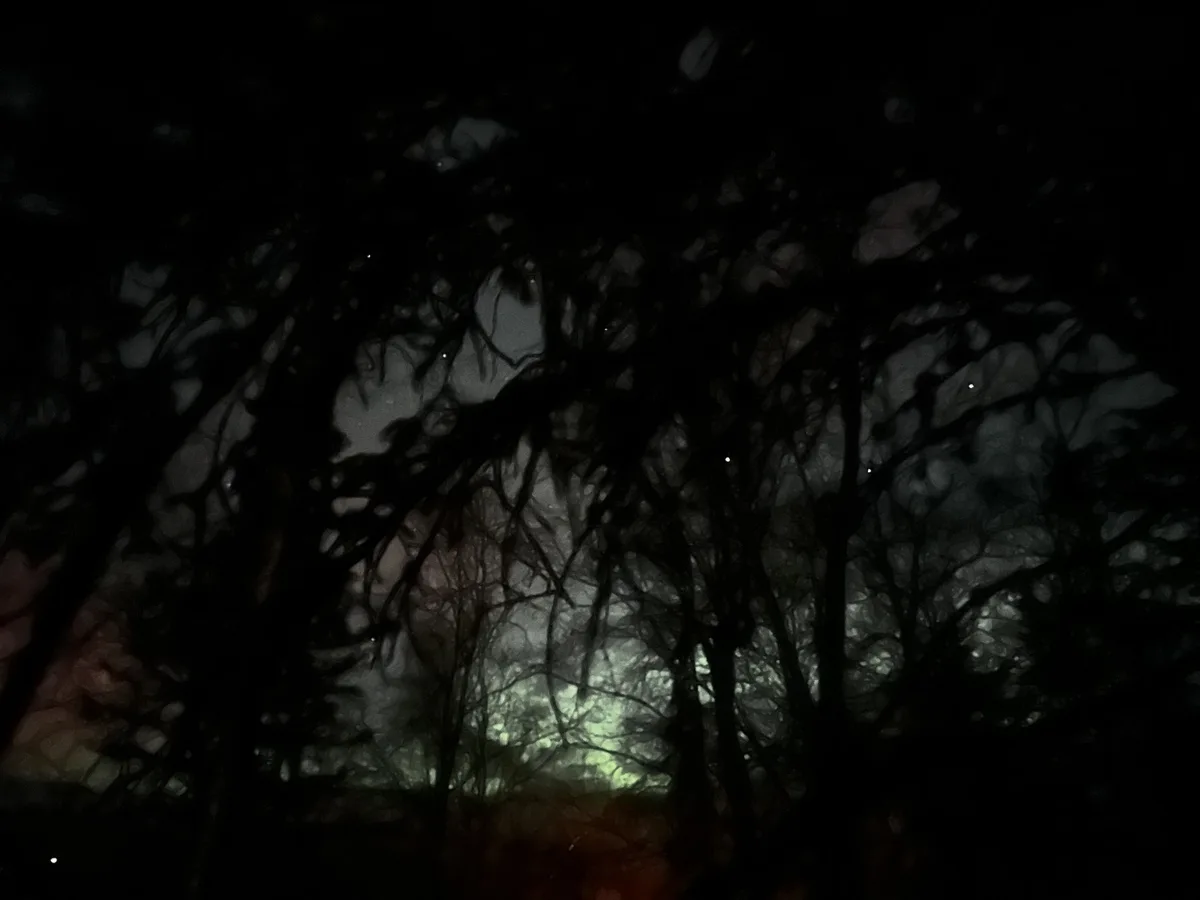 A dark, eerie forest scene at night with silhouetted tree branches against a dim, misty sky. The image has a grainy…