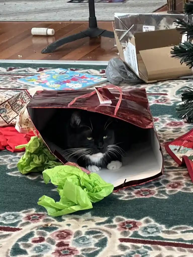 A black-and-white cat with green eyes peeks out from inside a red gift bag on a patterned rug, surrounded by wrapping paper…