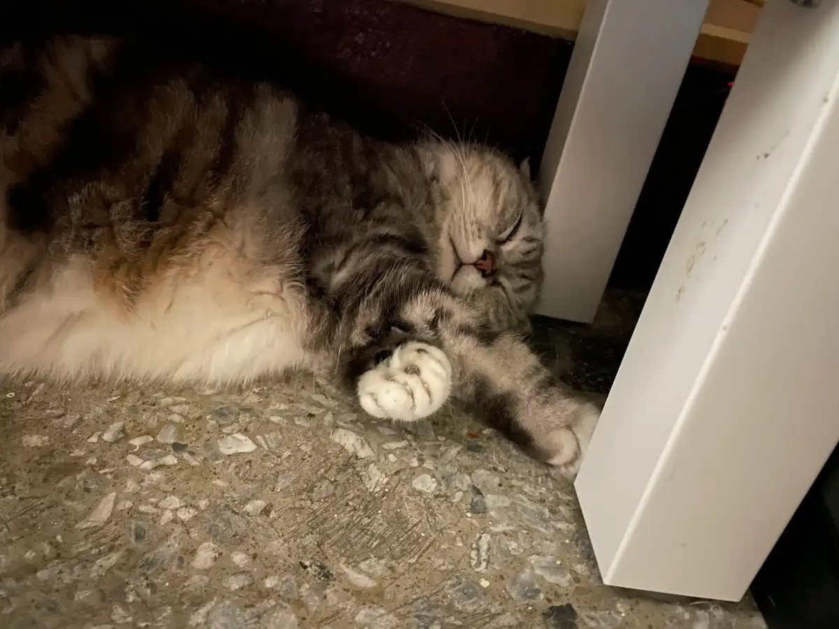 a fluffy gray tabby cat is curled up sleeping under a white piece of furniture on a speckled floor, one paw raised near its…