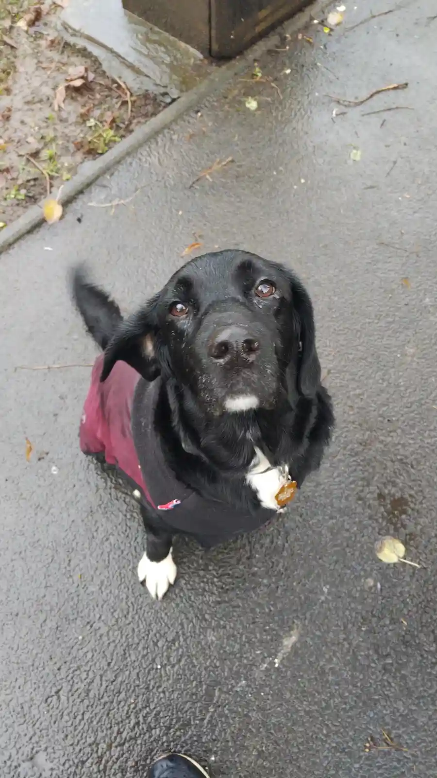 A black dog with white paws and chest, wearing a maroon and black jacket, looks up with watery eyes at the camera on a wet…
