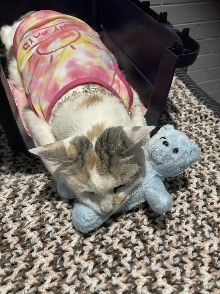 A calico cat wearing a pink and yellow tie-dye shirt with 'SUNNY DAYS' text and a bejeweled collar is lying in a black…