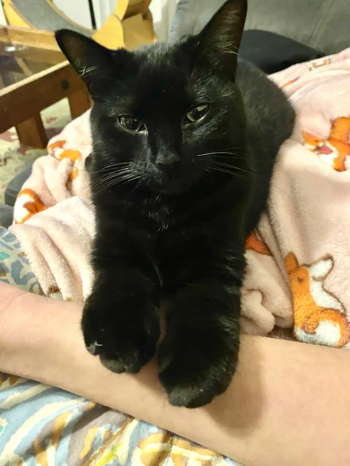 A black cat with a relaxed, slightly unimpressed expression is lying on a person's lap, its front paws resting on the…