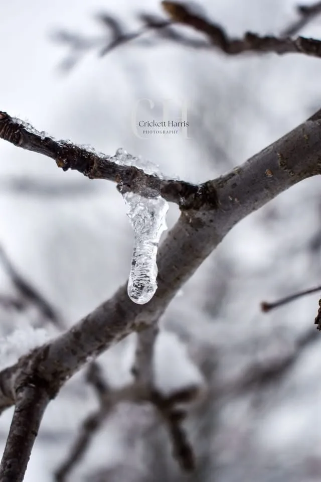A close-up photograph of a single, clear icicle hanging from a bare tree branch against a snowy, blurred background. The…