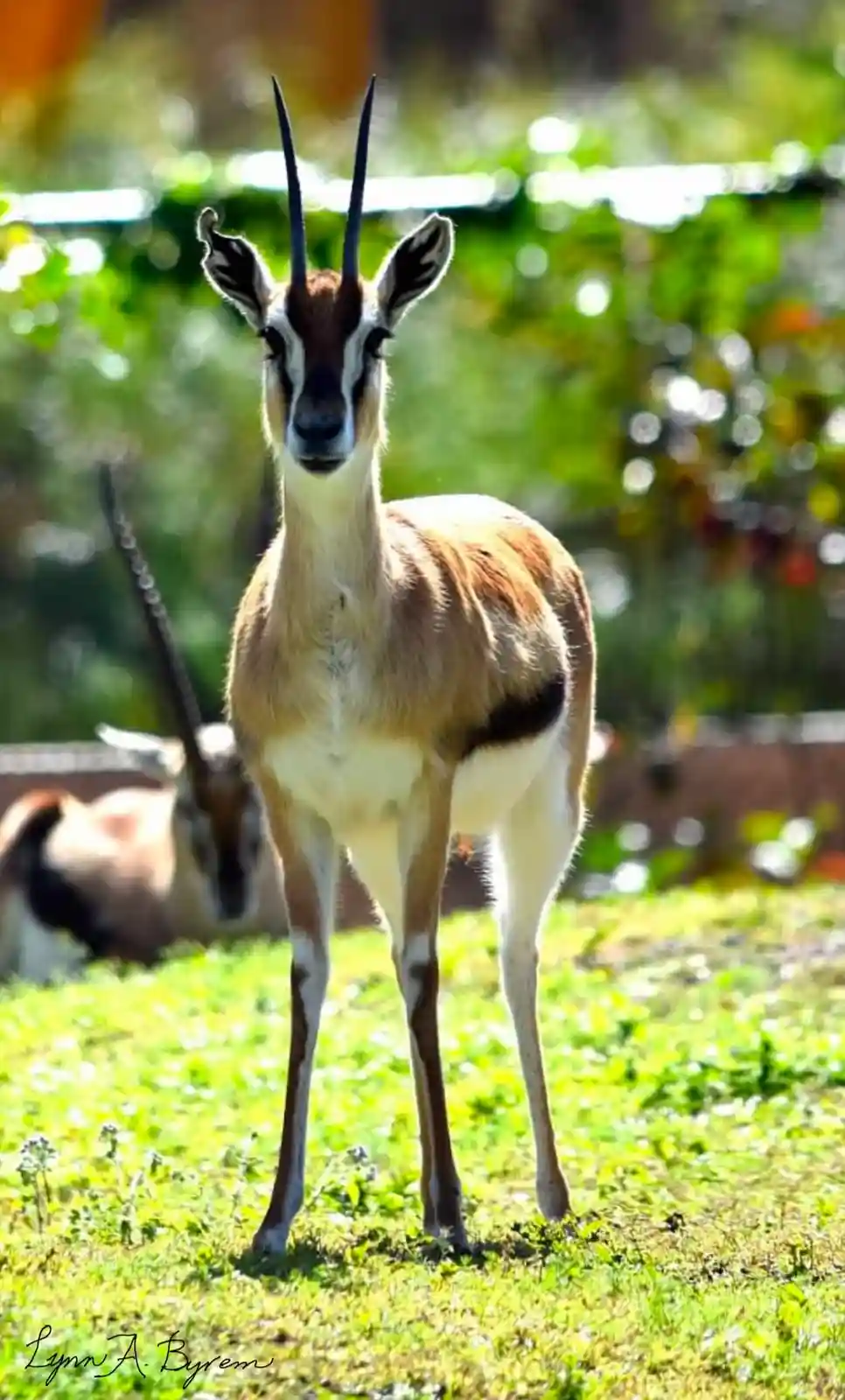 A gazelle stands alert in a grassy field, looking directly at the camera with a serious expression. Another gazelle is…