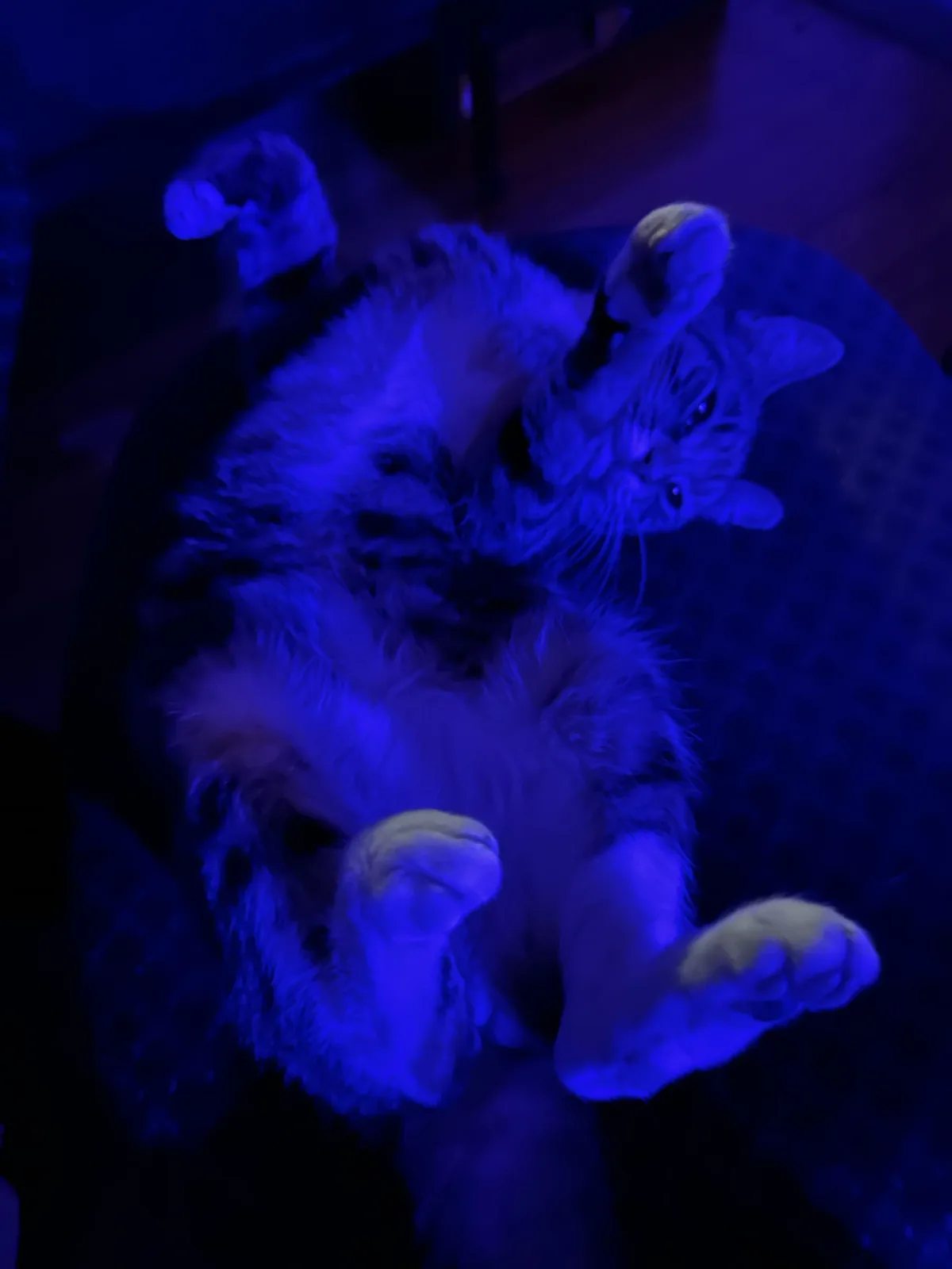 A fluffy tabby cat lies on its back under intense blue light, paws up in the air, looking relaxed and unbothered. The…