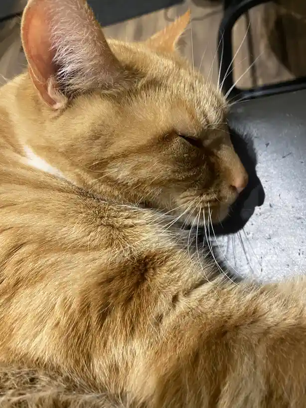 Biscuit's Daily Dose of Cuteness