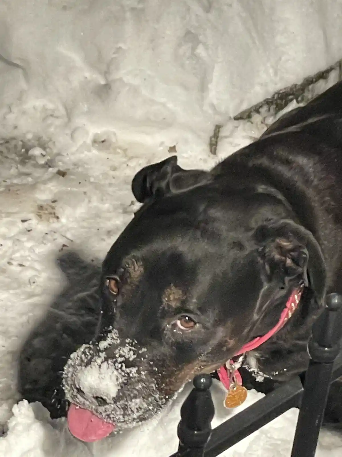 A black dog with a pink collar lies in snow, its snout and tongue covered in snow, looking up with a slightly dazed or…