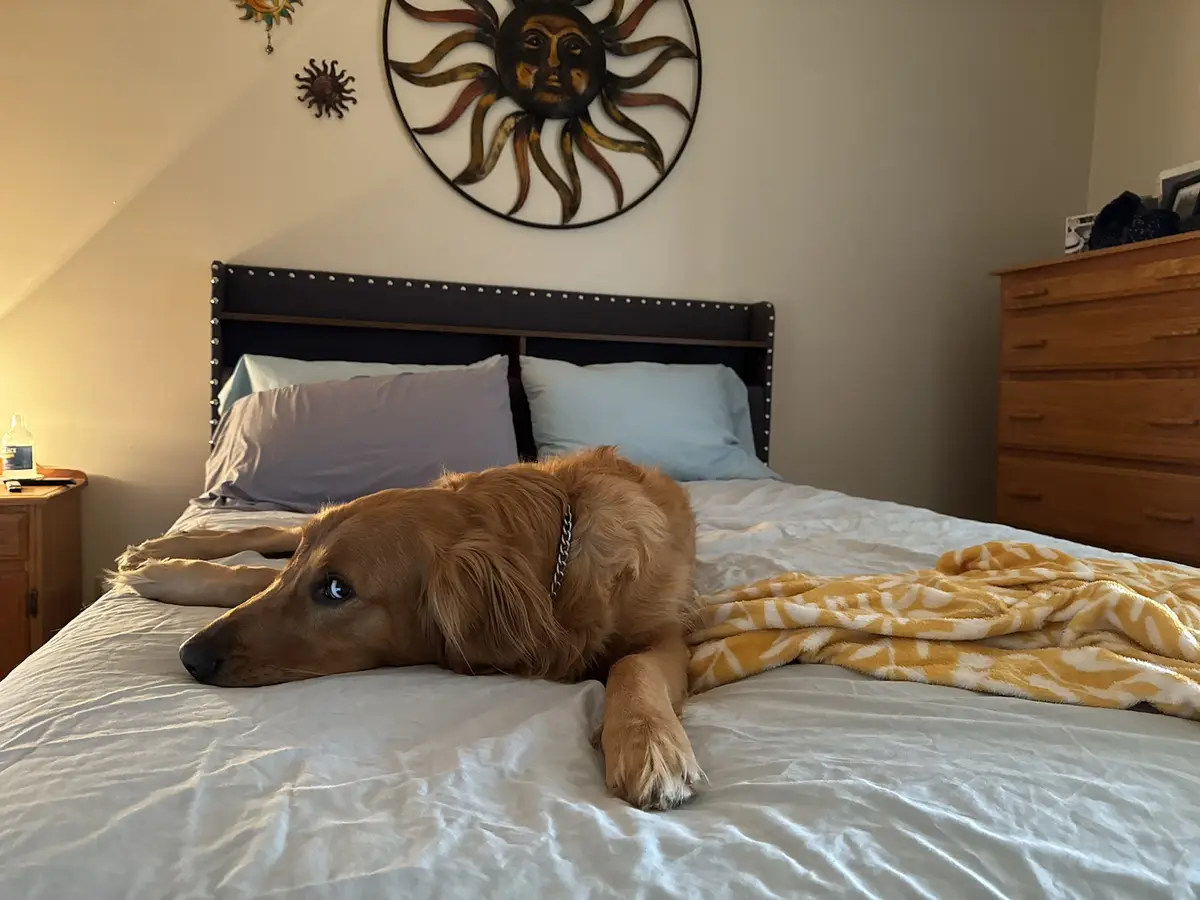 A golden retriever lies on a bed with white sheets, looking tired and uninterested, with a yellow patterned blanket nearby…