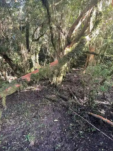 Flooded Forest Park: A Nature's Wonder