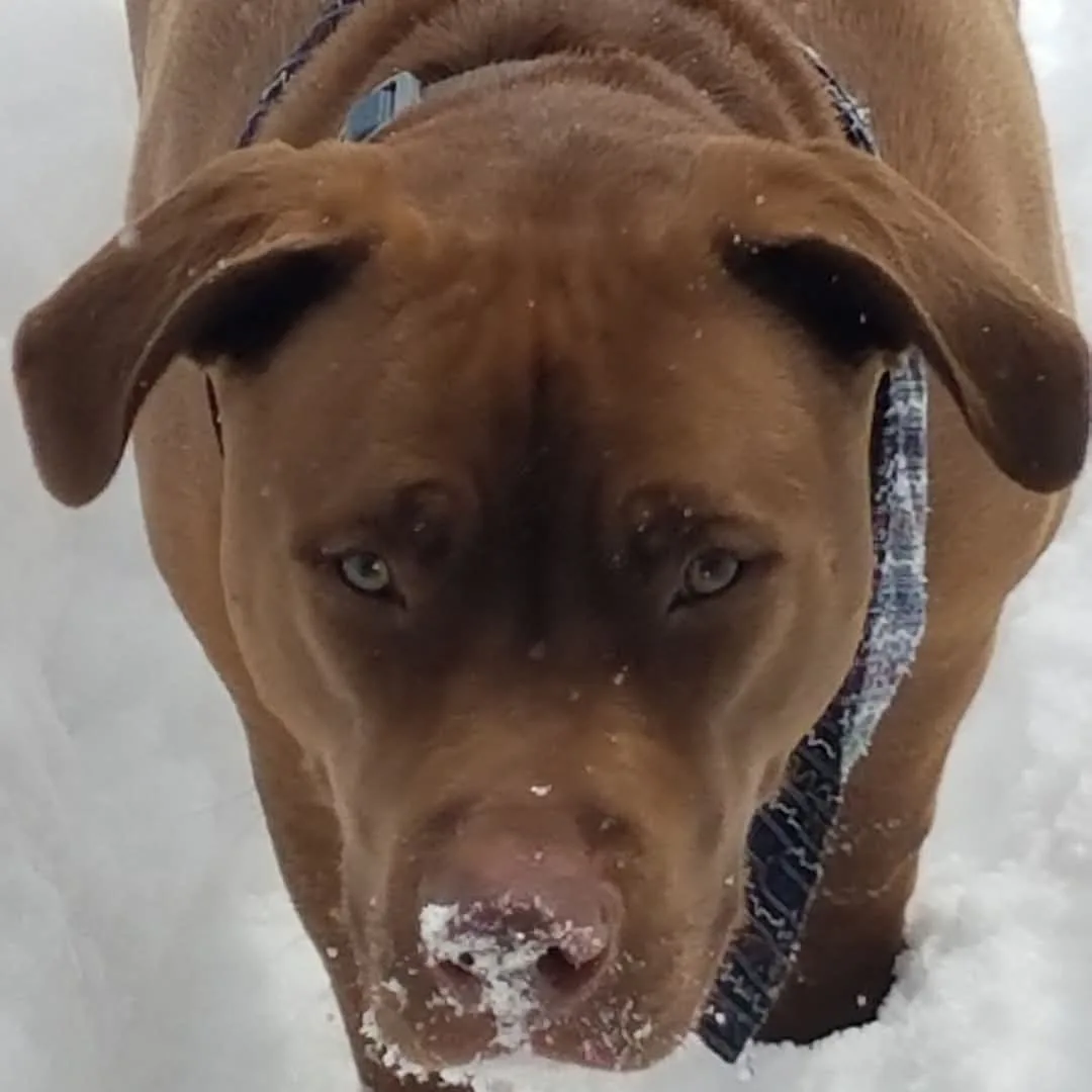 A close-up photo of a brown dog with a snow-covered nose and snowflakes on its fur, standing in deep snow and looking…