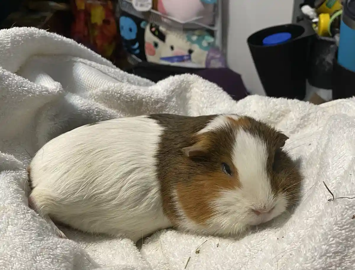 A brown and white guinea pig is lying curled up on a white towel, looking sleepy or uninterested. The overlaid text reads…
