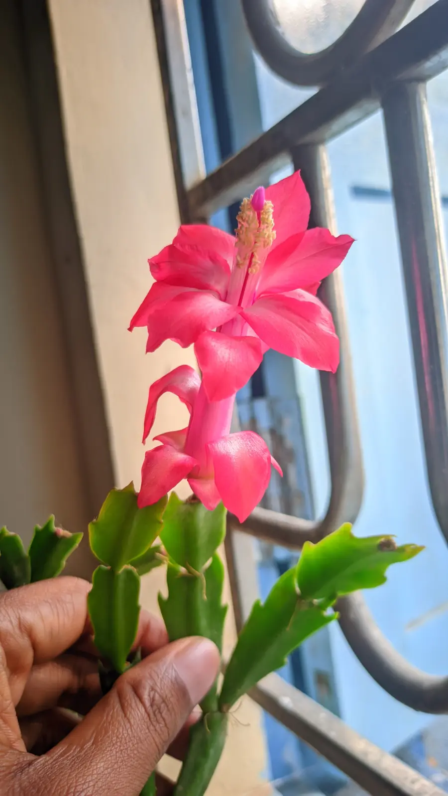 A hand holds a blooming pink flower on a green, segmented cactus stem near a window with metal bars. The flower has bright…