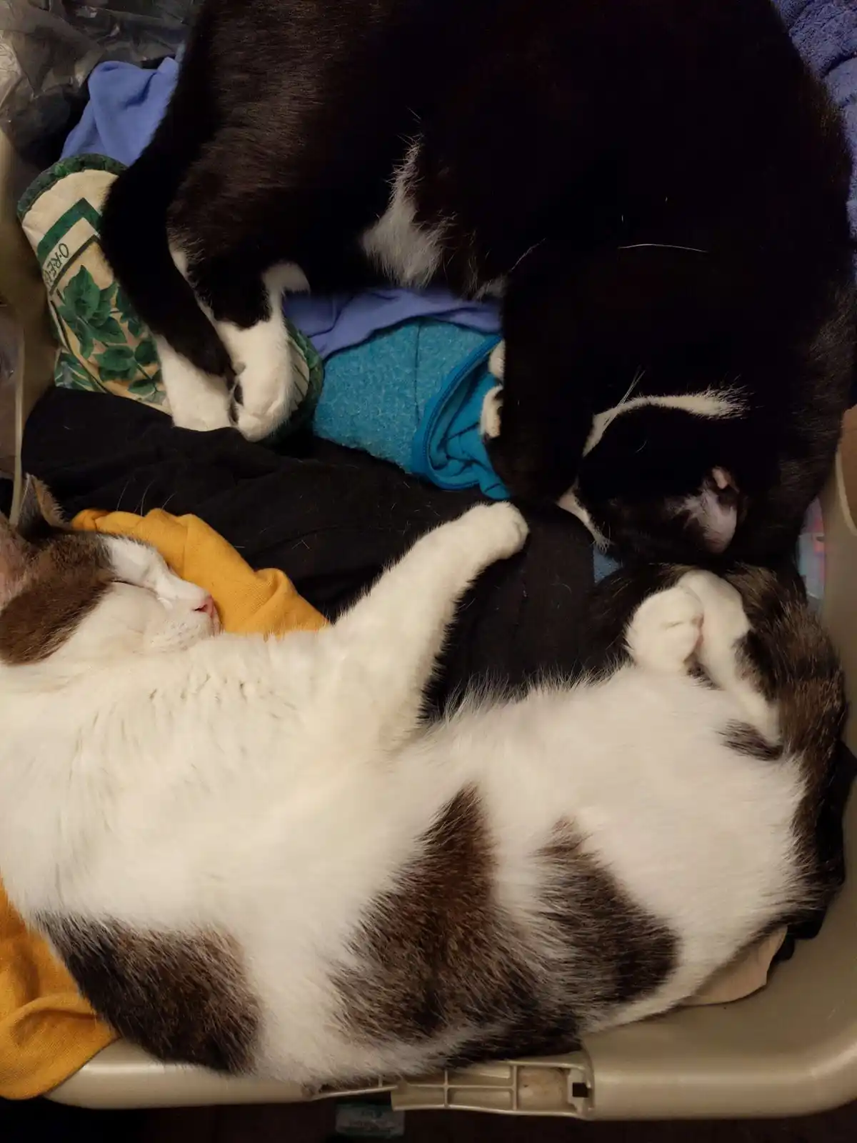 Here Come the Cats Again!