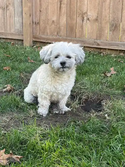 A small, fluffy white dog with dark eyes and floppy ears sits in a freshly dug hole in a green lawn, surrounded by scattered…