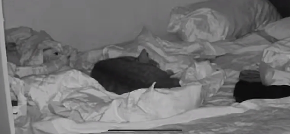 A black-and-white security camera image shows a dark-furred cat curled up asleep on a rumpled bed, surrounded by messy…