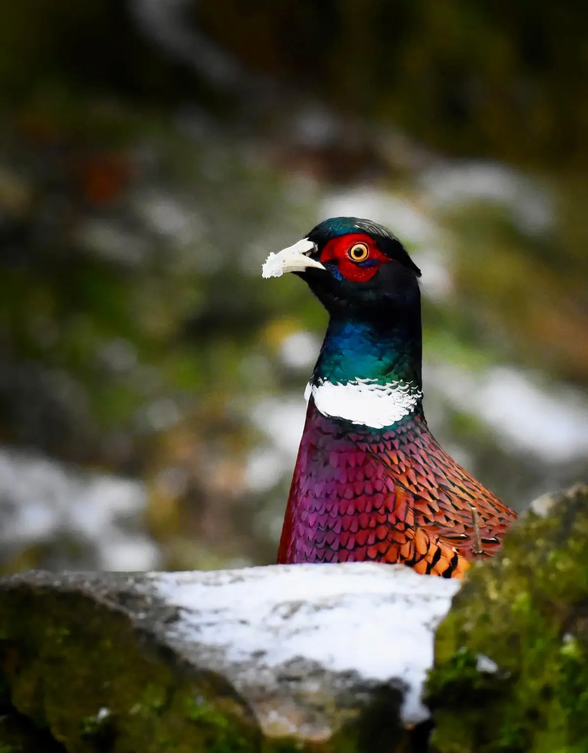 A vibrant male pheasant with iridescent green, purple, and orange feathers and a red face stands on a snow-dusted rock. It…