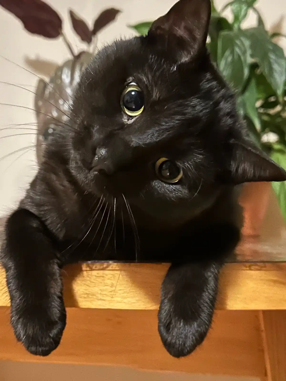 A close-up photo of a black cat with large, round, golden-rimmed eyes looking directly at the camera from atop a wooden…