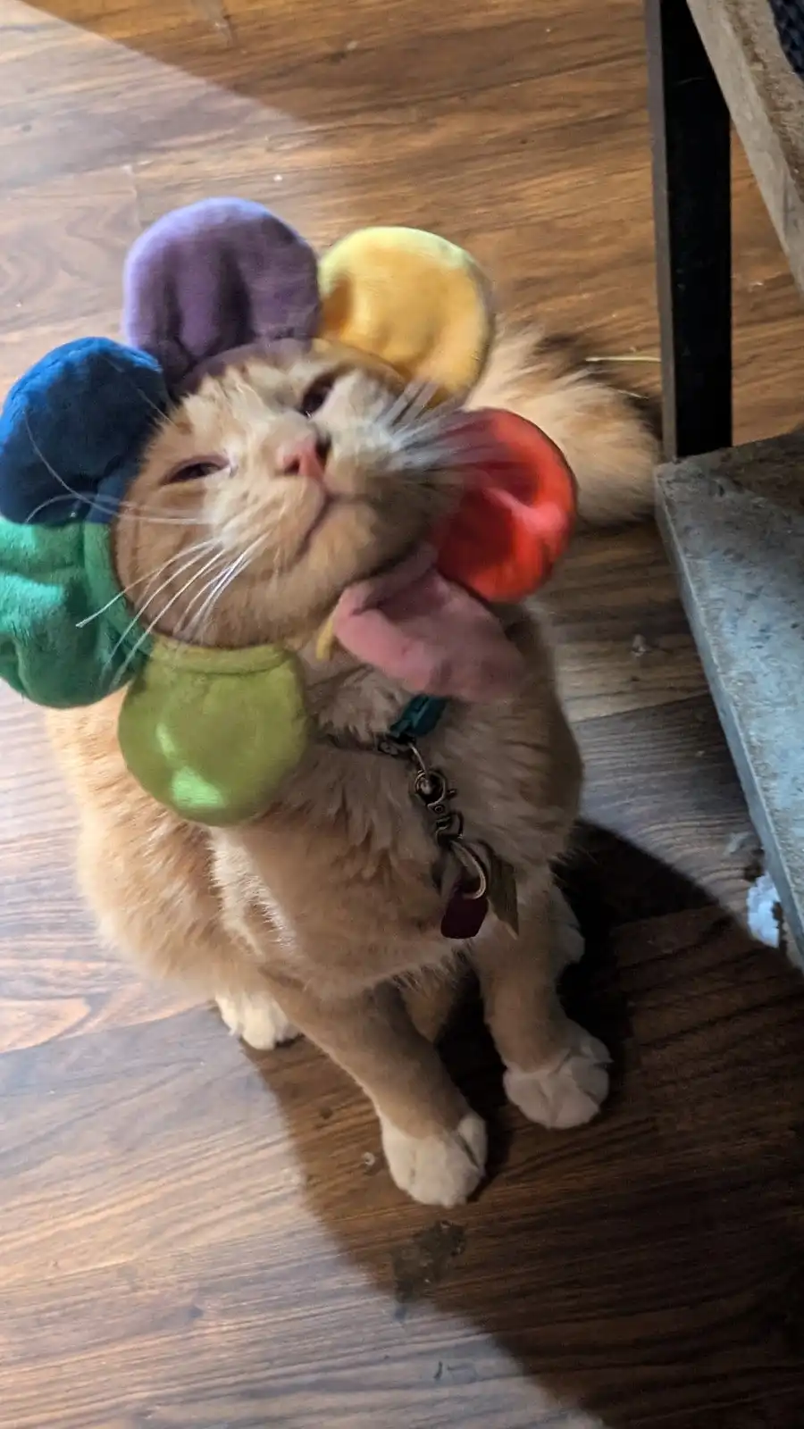 An orange tabby cat wearing a colorful, multi-colored plush hat with large floppy ears sits on a wooden floor, looking up…