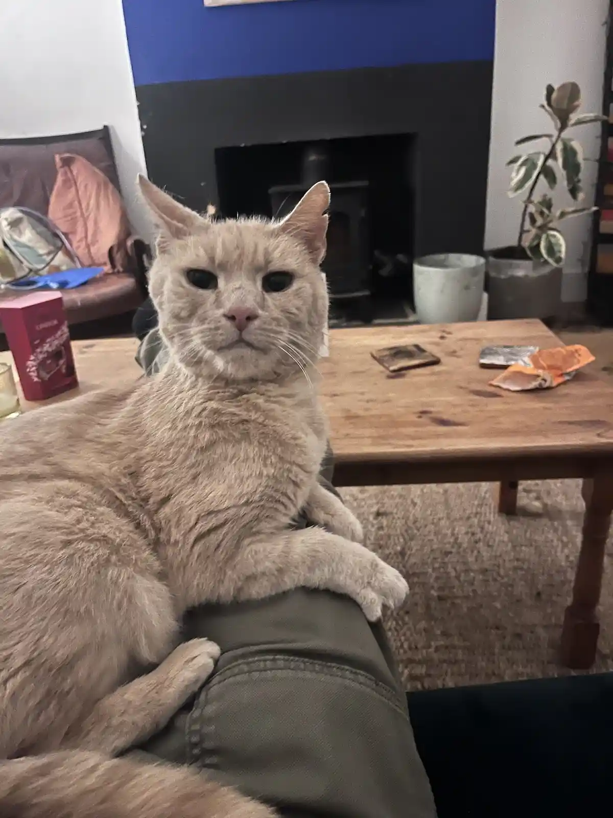 A light-colored cat sits on a person's lap in a living room, looking directly at the camera with a stern, unimpressed…