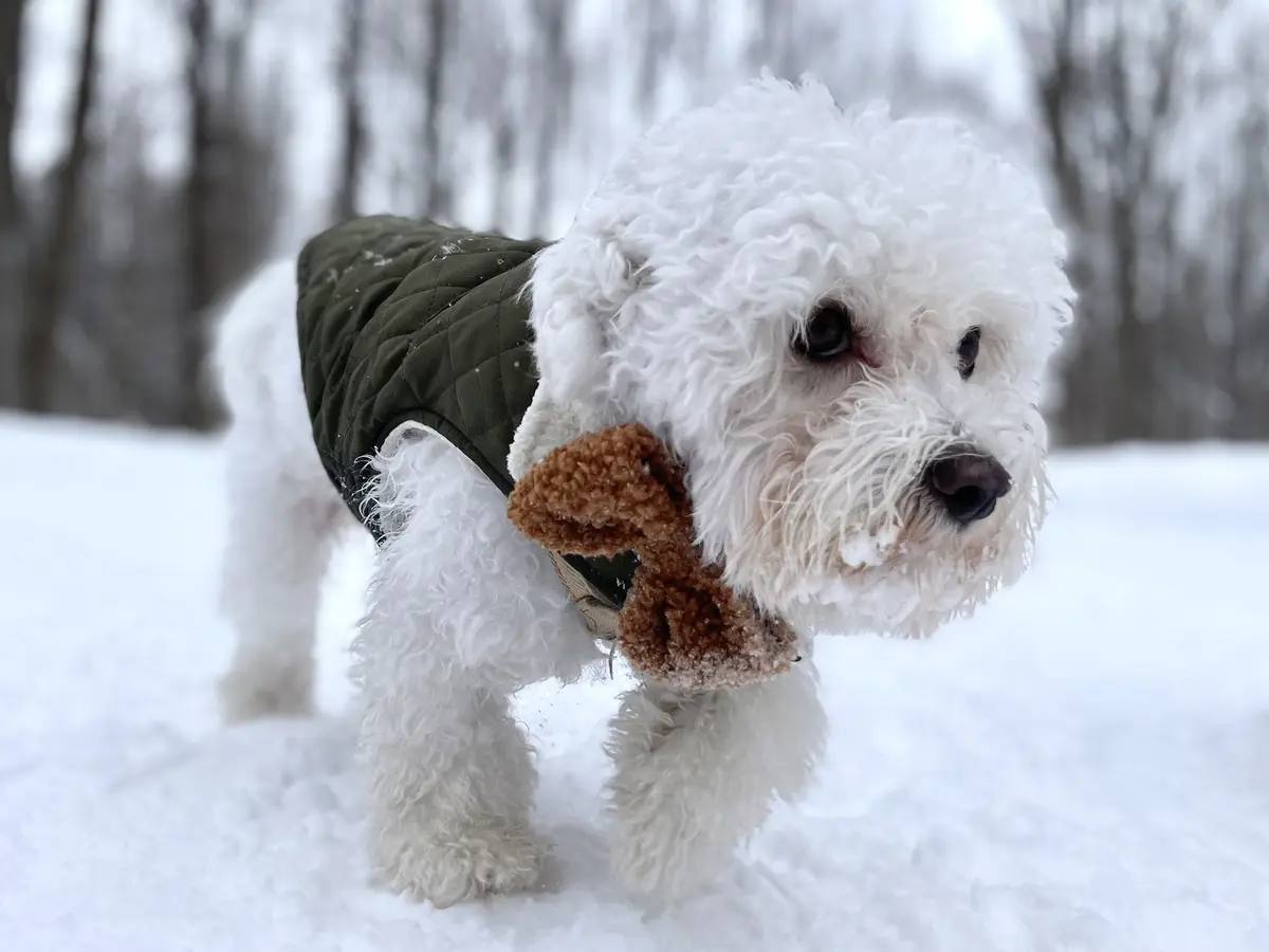 A fluffy white dog wearing a green quilted vest stands in deep snow, holding a brown plush toy in its mouth. The background…