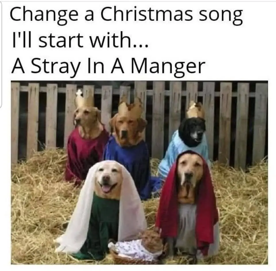 Here comes Santa Paws, ready to spread joy!