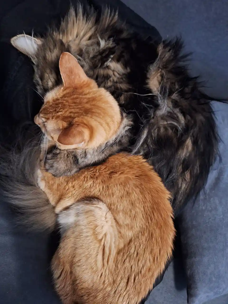 Two cats are curled up together on a dark gray blanket, one orange tabby and one long-haired dark tabby, appearing to be…