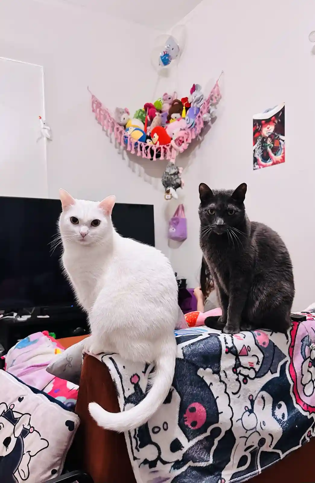 Two cats, one white and one black, sit side-by-side on a bed with a cartoon-patterned blanket. Behind them, a wall-mounted…