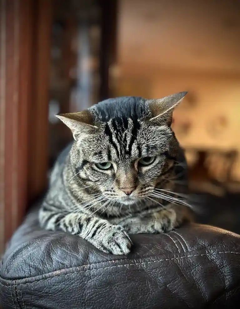 A tabby cat with dark stripes and green eyes sits on a dark brown leather couch, looking directly at the camera with a…