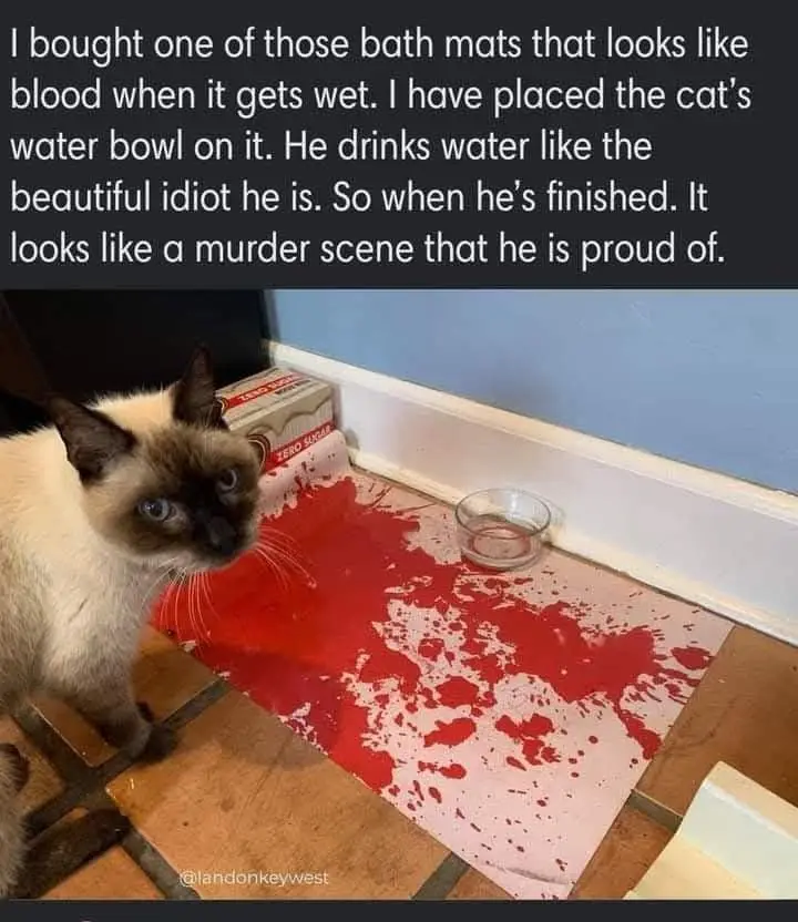 A Siamese cat stares at the camera with a bowl of water beside it on a pink bath mat that has been soaked and now looks like…