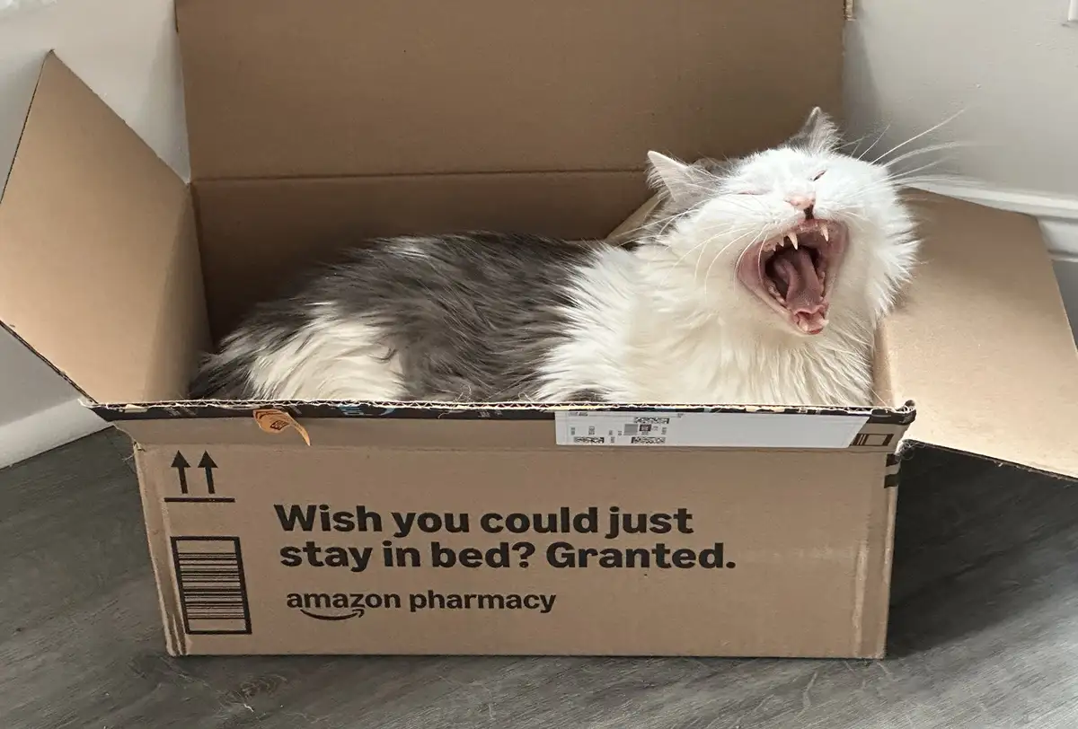 A fluffy white and gray cat is yawning widely inside an open Amazon Pharmacy cardboard box, which has the text 'Wish you…