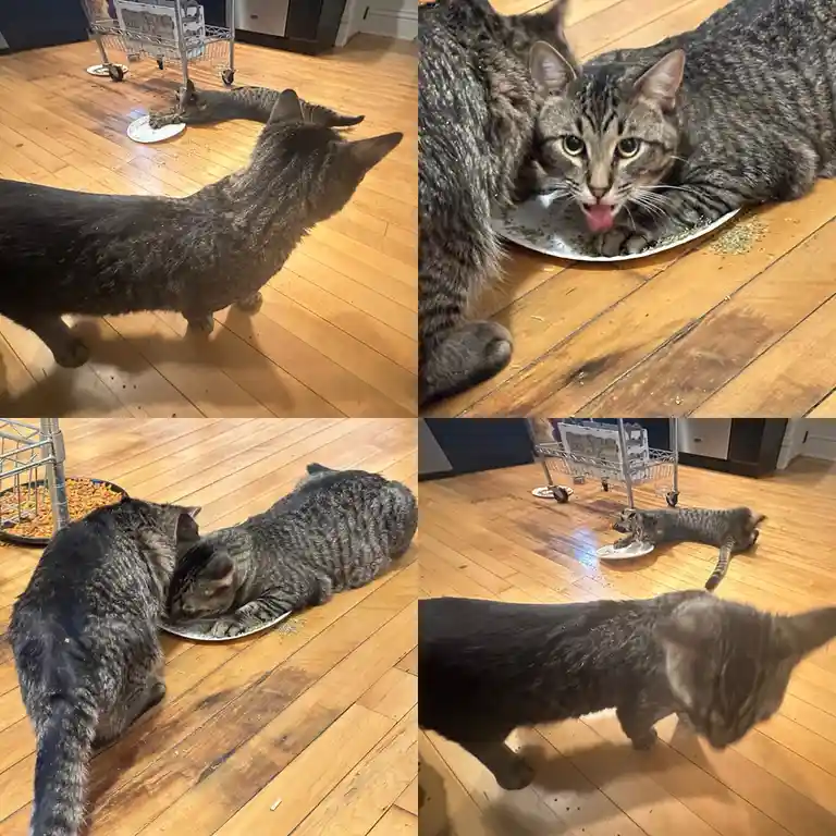 A four-panel image shows two tabby cats interacting with a plate of food on a wooden floor. One cat is seen watching another…