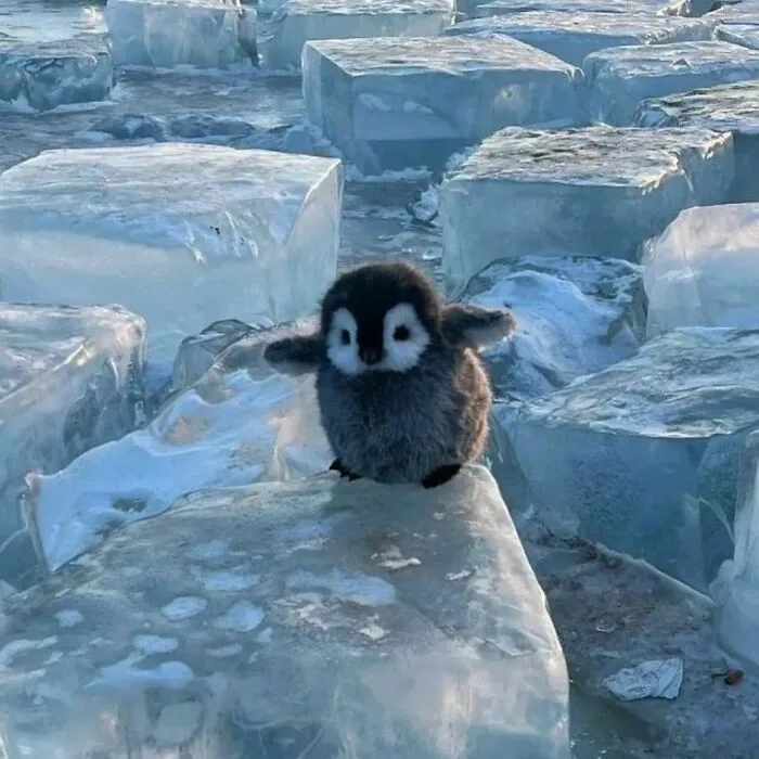 Adorable Plushie on Ice: A Cute Moment Captured
