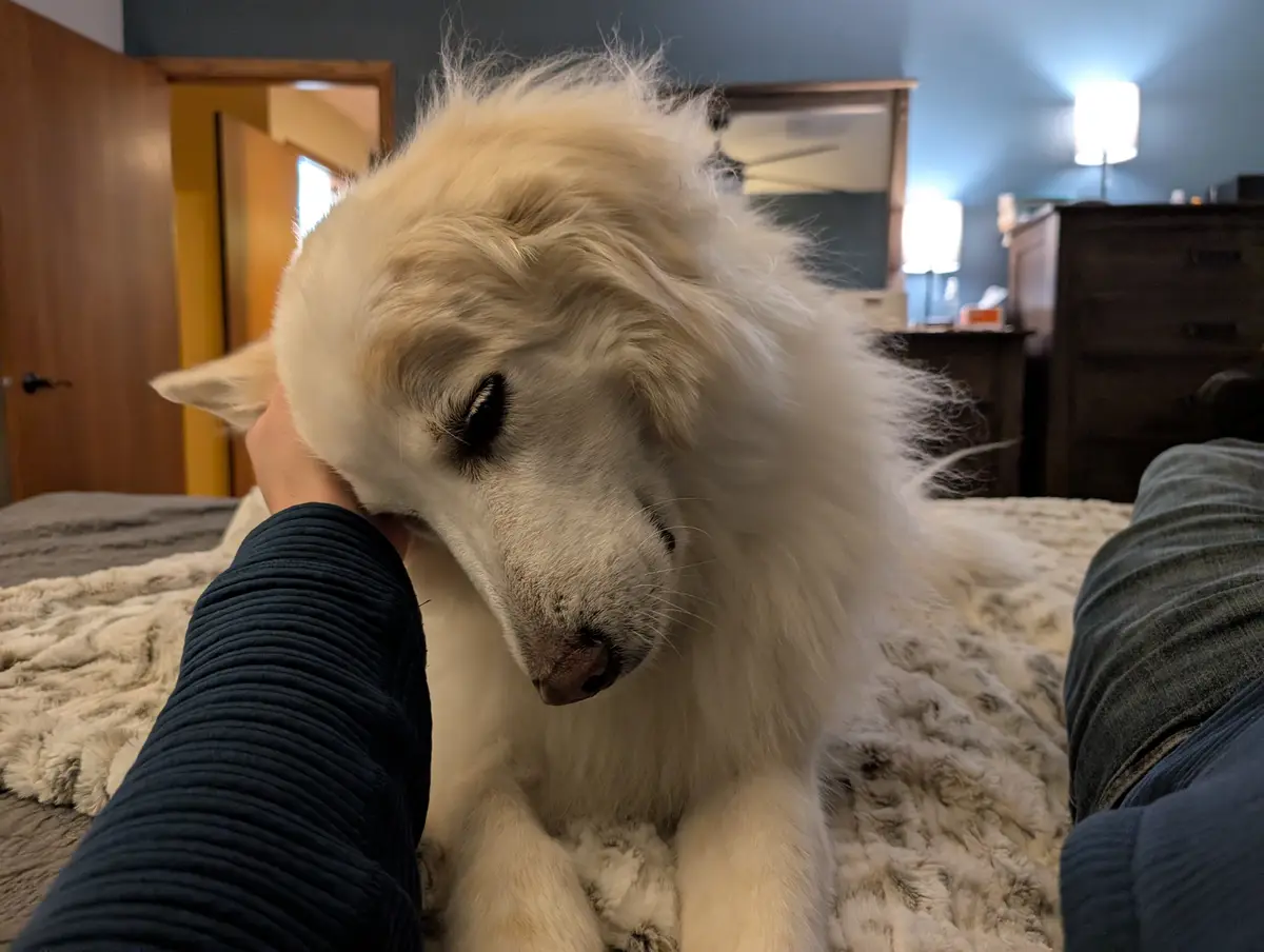 A fluffy white dog with one eye closed sits on a bed while a person's hand pets its head; the text overlay reads 'i'm not…