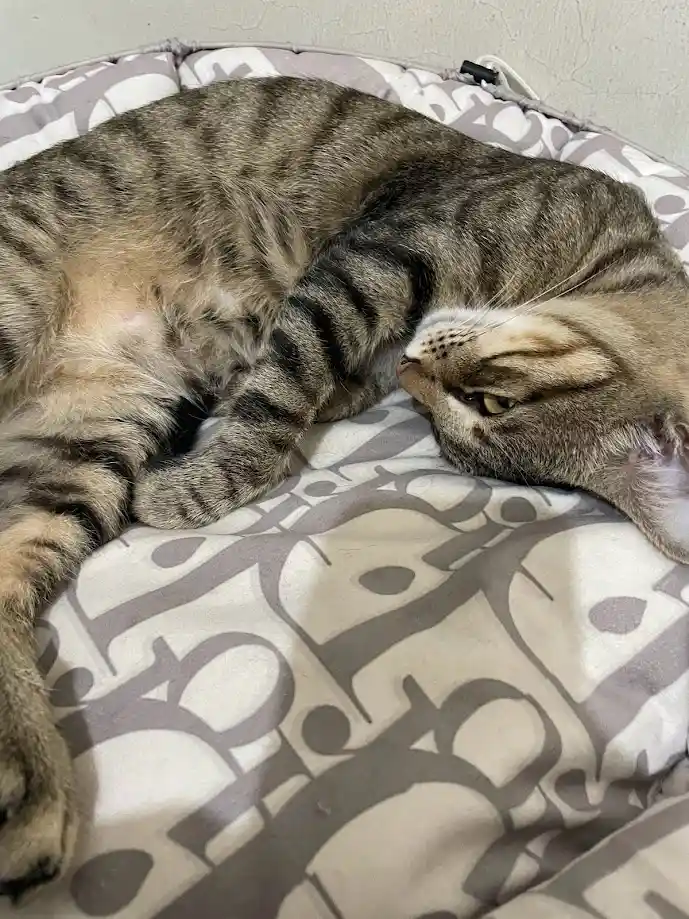 A tabby cat is curled up and sleeping on a patterned bed, with one eye half-open and a relaxed posture. The overlaid text…