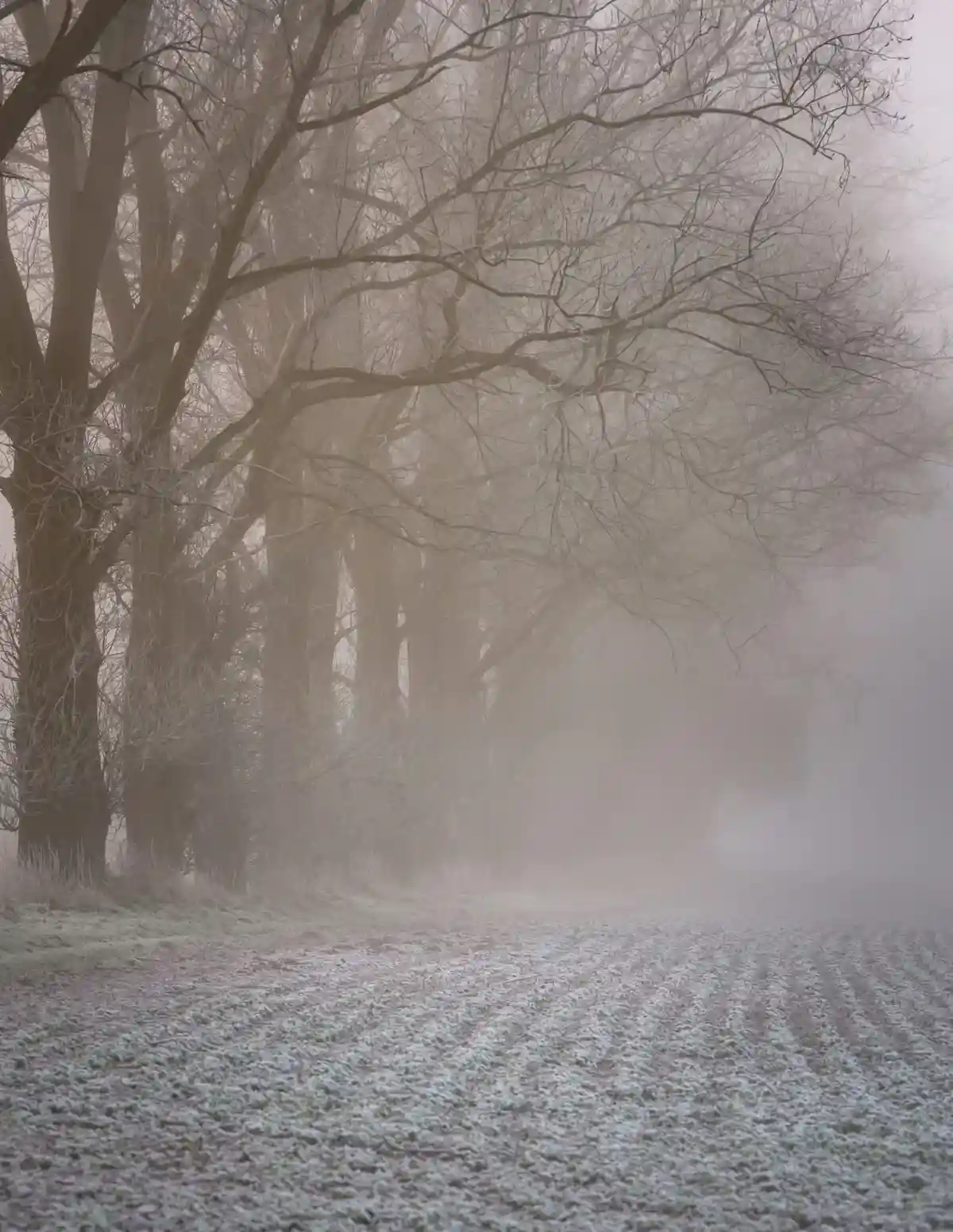 A misty, foggy path lined with bare, leafless trees, with frost covering the ground. The overlaid text reads 'i'm not…
