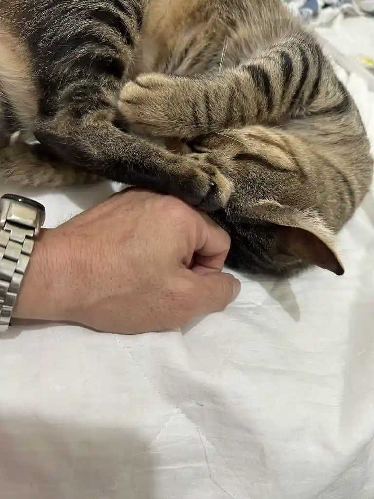 A tabby cat is curled up sleeping on a white bedsheet, with its front paws wrapped around a person's hand. The person's…