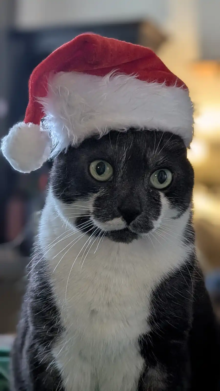 A close-up photo shows a black and white cat with green eyes wearing a red and white Santa hat, looking directly at the…