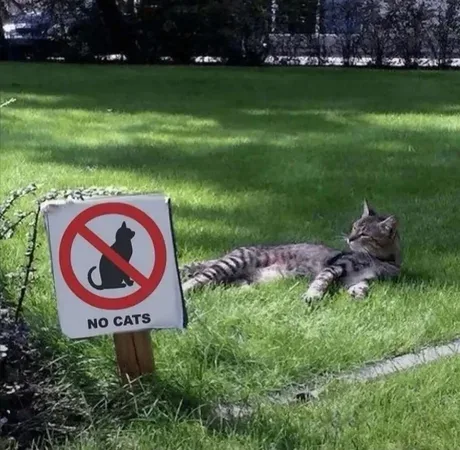 A tabby cat is lounging on green grass next to a wooden post holding a white sign with a red circle and slash over a black…