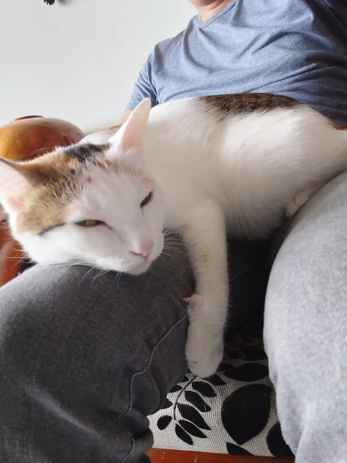 A calico cat with white, orange, and brown fur is lounging comfortably on a person's lap, its eyes half-closed in a sleepy…