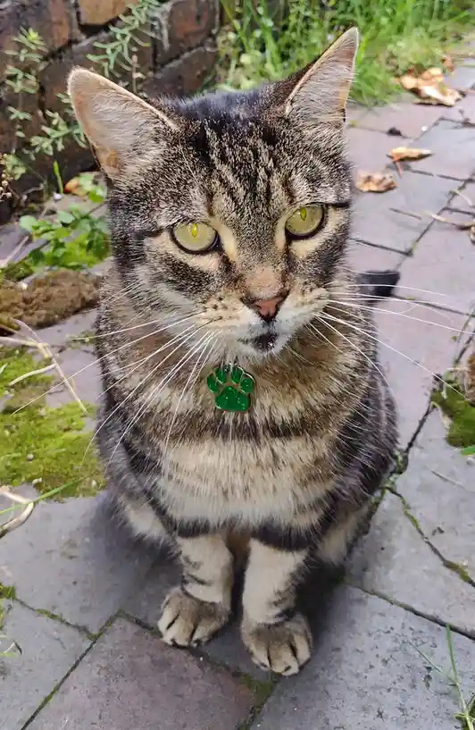 A tabby cat with green eyes and a sparkly green paw-shaped tag sits on a stone patio, looking directly at the camera with a…