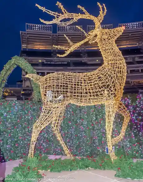Festive Reindeer in All Their Glory