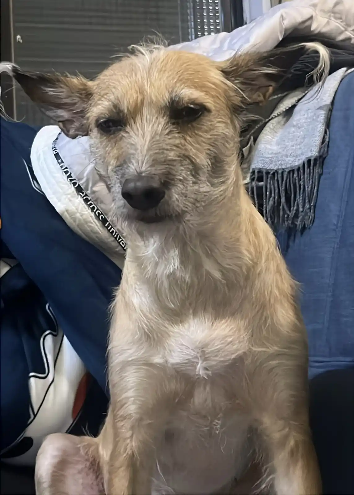 A scruffy, light-brown dog with droopy eyes and a tired expression sits on a blue couch, surrounded by blankets and a…