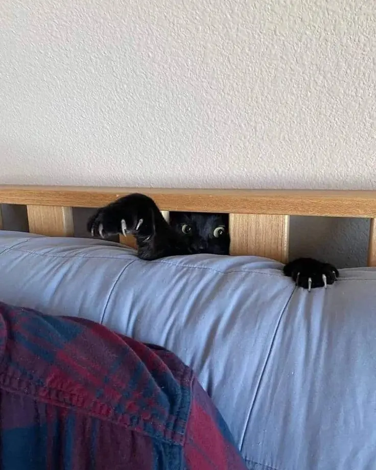 A black cat peeks over the top of a wooden headboard, its wide eyes and extended claws giving it a startled or menacing…