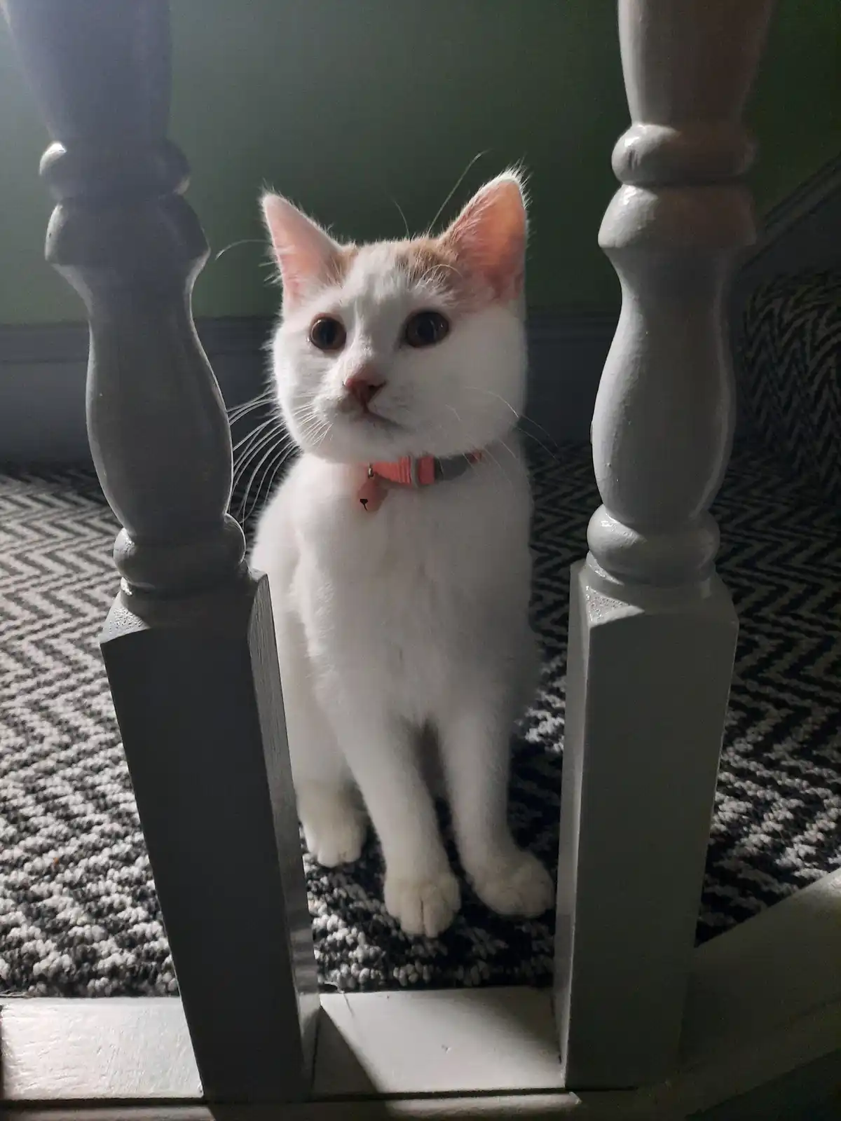 A white cat with orange patches on its head and ears sits between two grey staircase balusters, looking upward with wide…