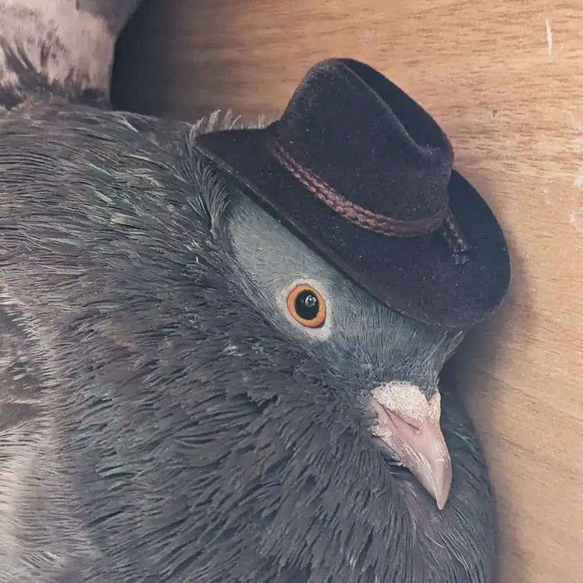 Howdy, Little Pidgy! Let's Chat!