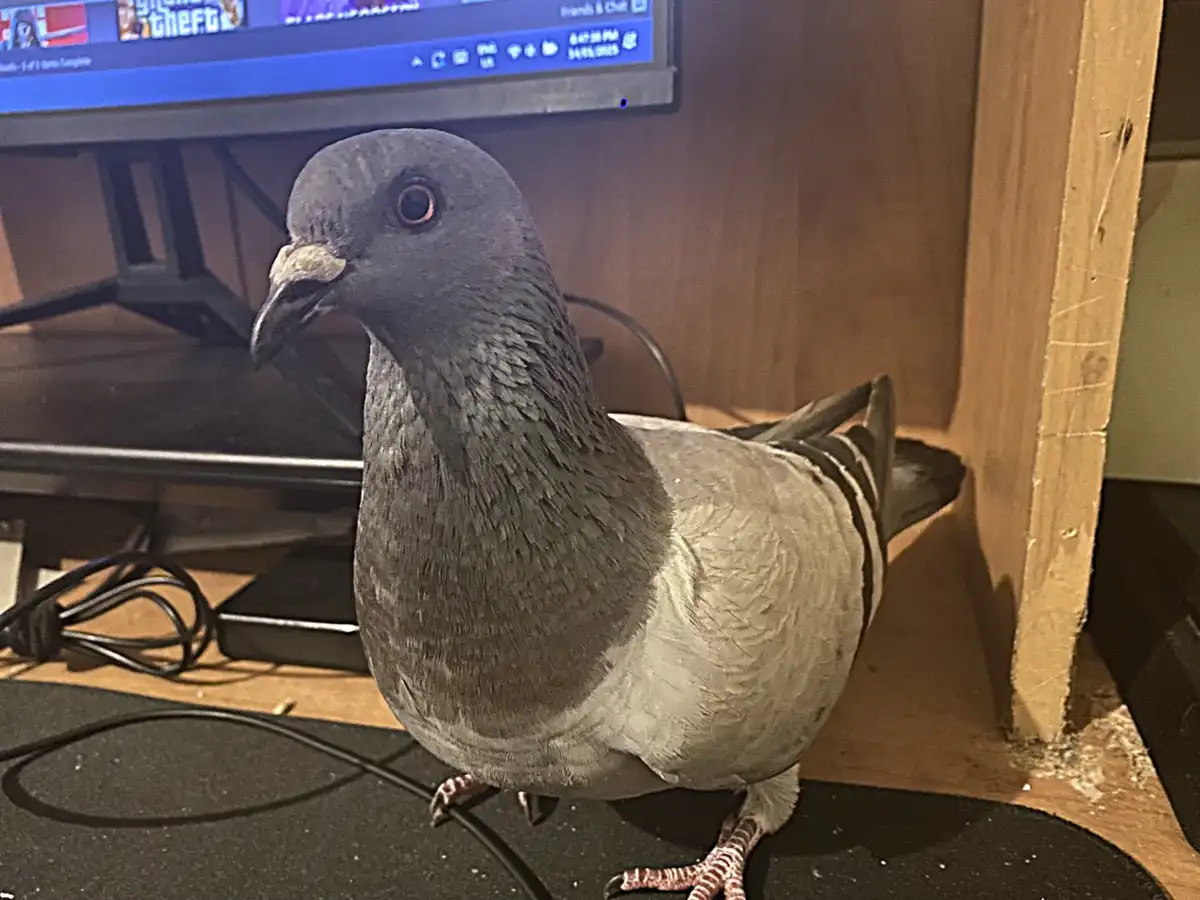 A grey pigeon stands on a desk in front of a computer monitor displaying the game 'Grand Theft Auto V'. The bird looks…