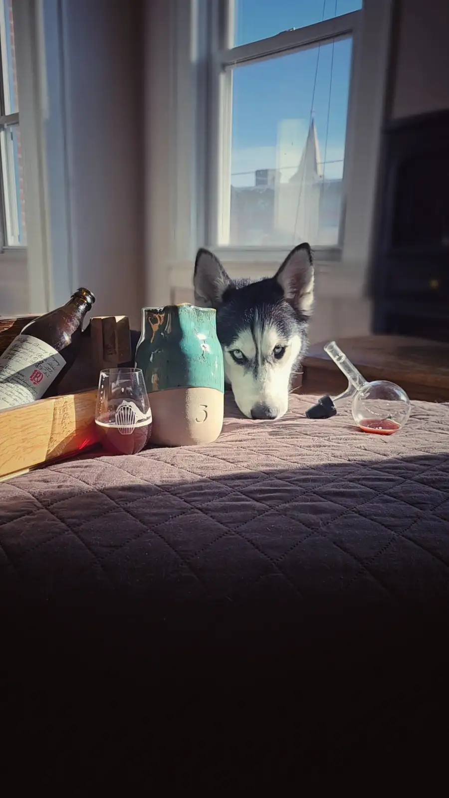 A husky dog with blue eyes rests its head on a quilted surface next to a wooden tray holding a beer bottle, a wine glass…