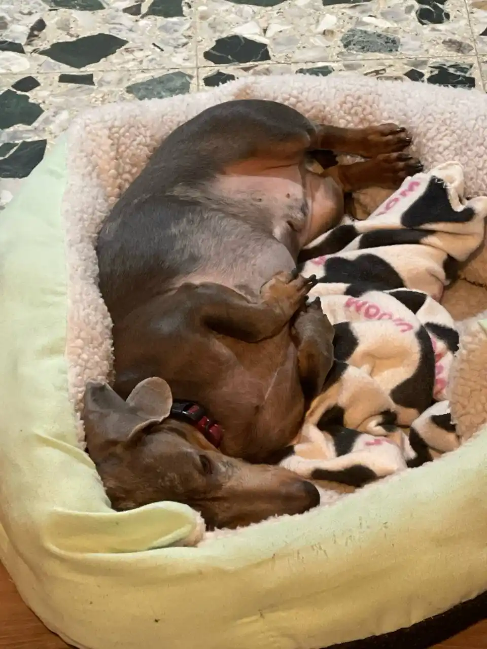 Meet Oliver: The Star of the Show