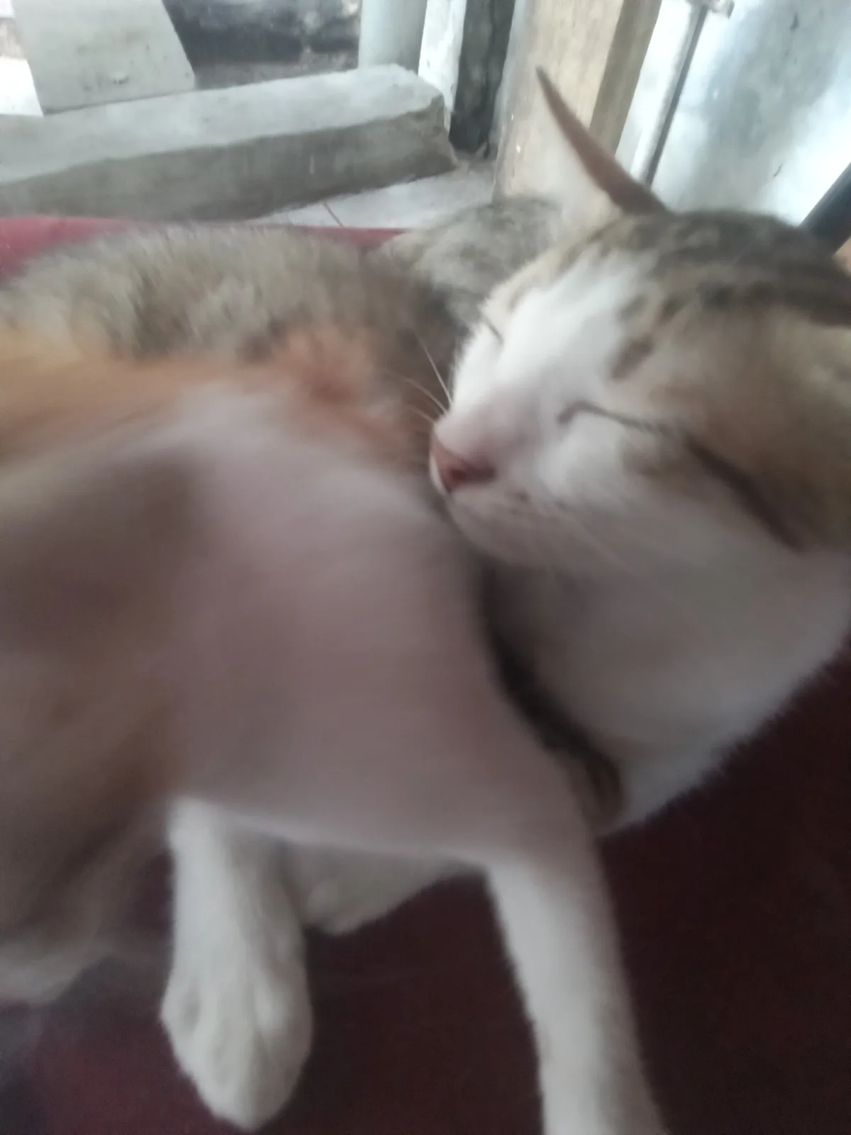 A blurry photo shows a cat with white and brown fur sleeping peacefully with its eyes closed, lying on a red surface. The…