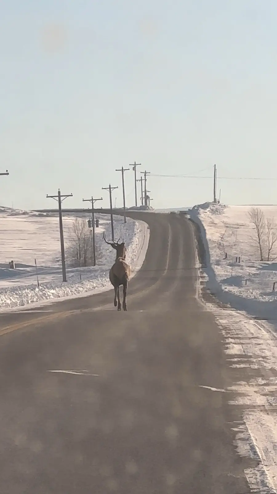 A brown deer with large antlers is running directly toward the camera down a snowy, rural road lined with utility poles. The…